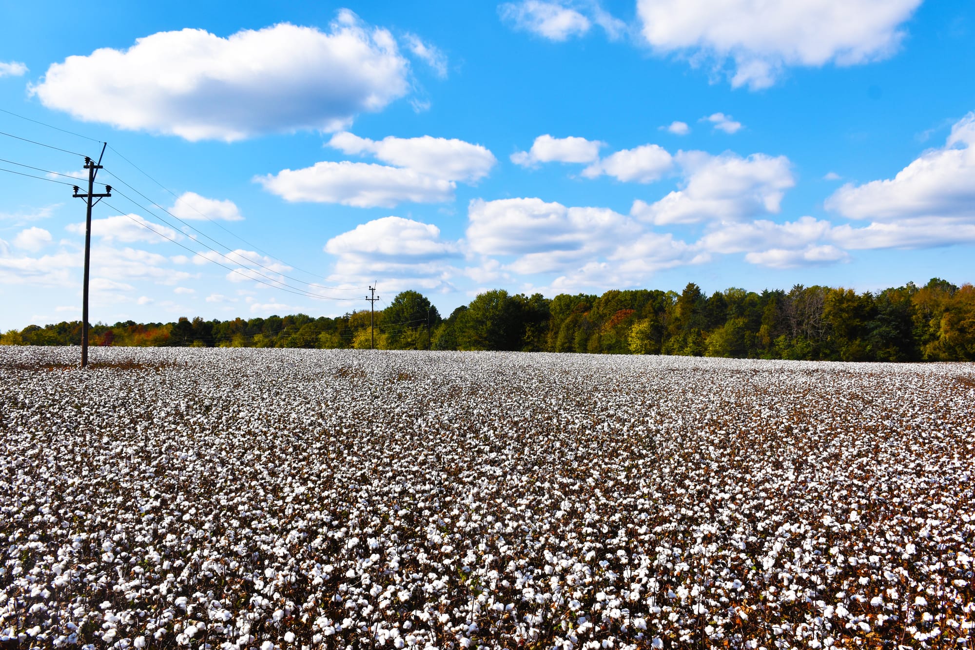 Photograph taken in South Carolina